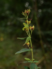 Hypericum hirsutum