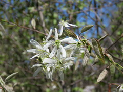 Amelanchier