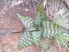 Aloe greatheadii davyana