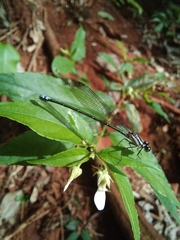 Argia oculata