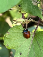 Chelymorpha cribraria