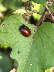 Chelymorpha cribraria