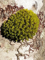 Ulota crispa
