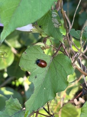 Chelymorpha cribraria