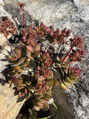 Crassula rubricaulis