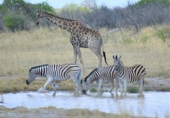 Giraffa camelopardalis angolensis