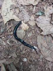 Continenticola