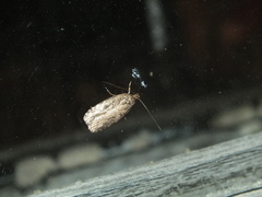 Agonopterix ciliella