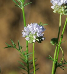 Gilia capitata abrotanifolia
