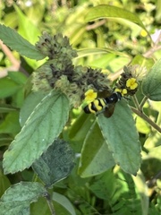 Dielis trifasciata