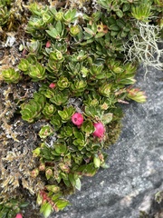 Disterigma empetrifolium