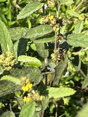 Dielis trifasciata