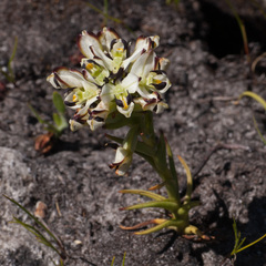 Disa bivalvata