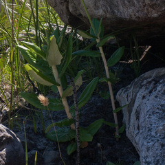 Hermas villosa