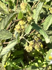 Dielis trifasciata