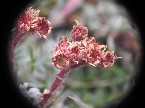 Sempervivum arachnoideum