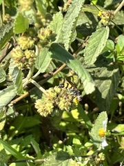Dielis trifasciata