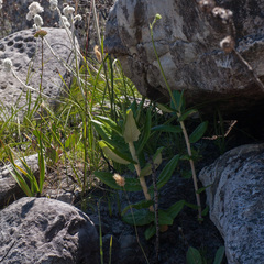 Hermas villosa