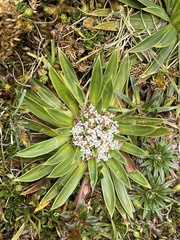 Valeriana rigida