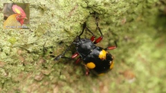 Eumorphus quadriguttatus pulchripes
