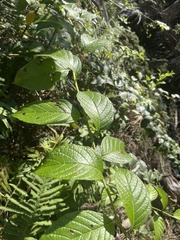 Heliotropium verdcourtii