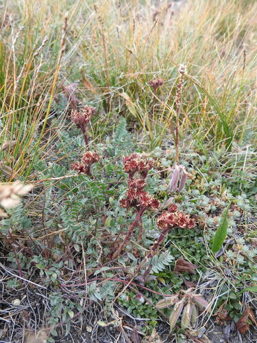 Sempervivum arachnoideum