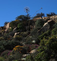Cynorhiza typica
