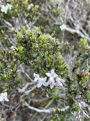 Arcytophyllum