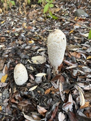 Coprinus comatus