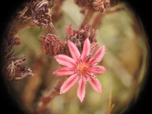 Sempervivum arachnoideum