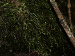 Fontinalis antipyretica