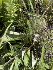 Helichrysum miconiifolium