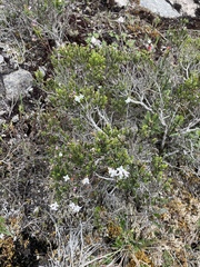 Arcytophyllum