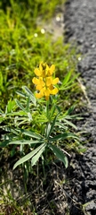 Lupinus luteus