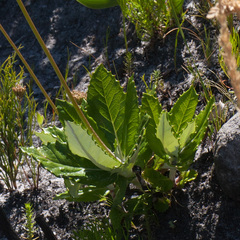 Hermas villosa