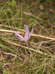 Colchicum autumnale