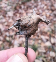 Andricus dentimitratus