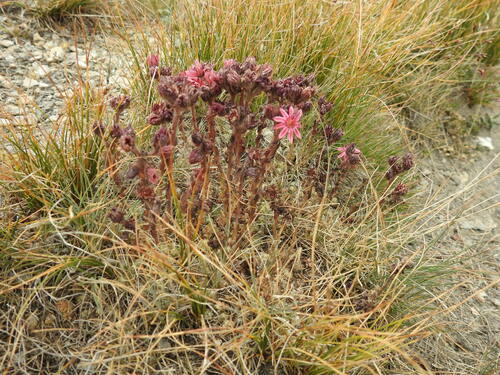 Sempervivum arachnoideum