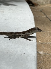 Anolis lineatus