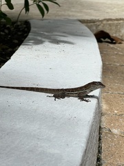 Anolis lineatus