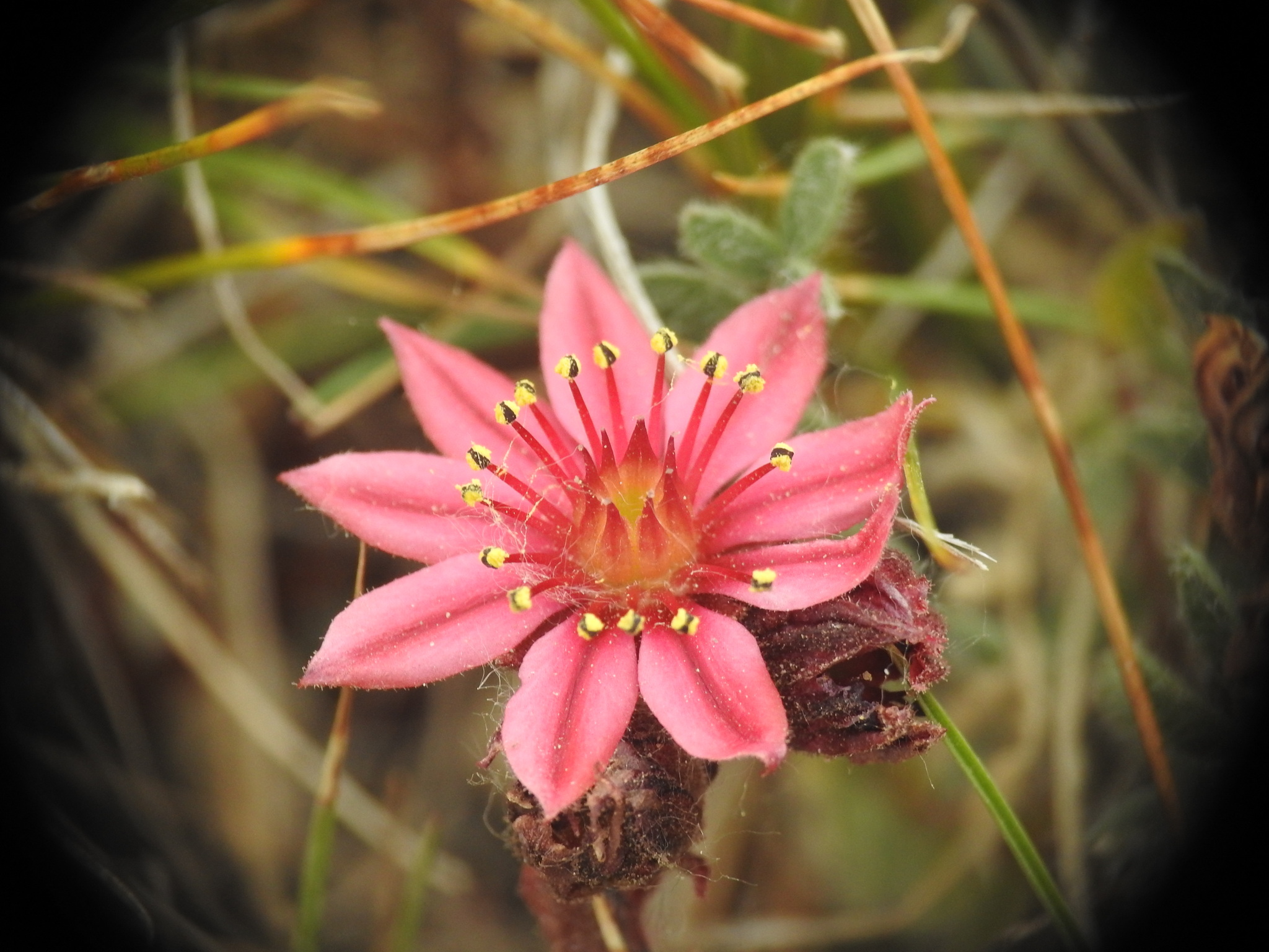 Sempervivum arachnoideum f. cristata