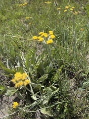 Helichrysum miconiifolium