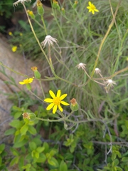 Senecio inaequidens