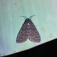 Olepa ricini