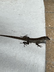 Anolis lineatus