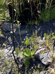 Hermas villosa