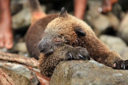 Ifola Tree Kangaroo (Dendrolagus notatus) — Endangered Mammalia