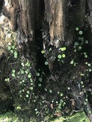 Hydrocotyle verticillata