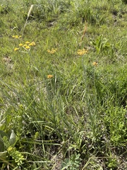 Helichrysum miconiifolium