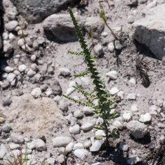 Phaenocoma prolifera